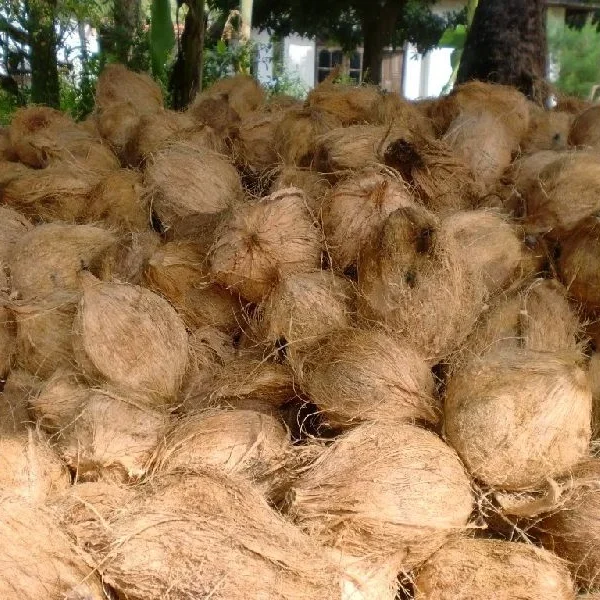 coconut